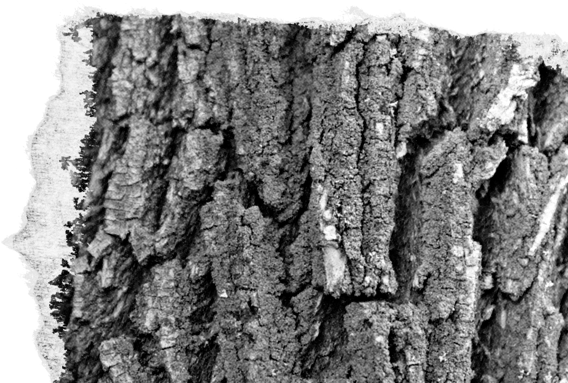 Header image 1