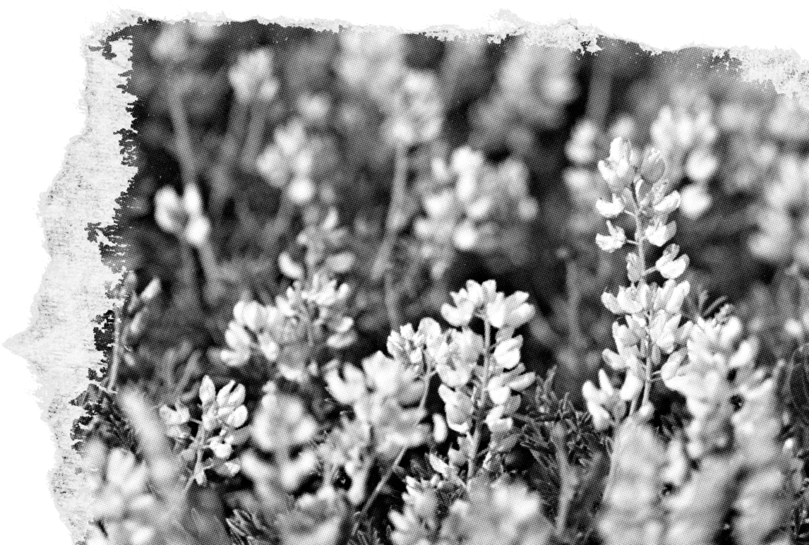 Header image 3